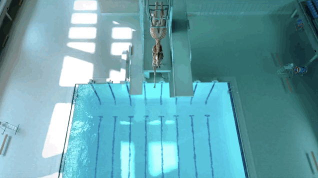 Giraffe im Schwimmbad (gif)
