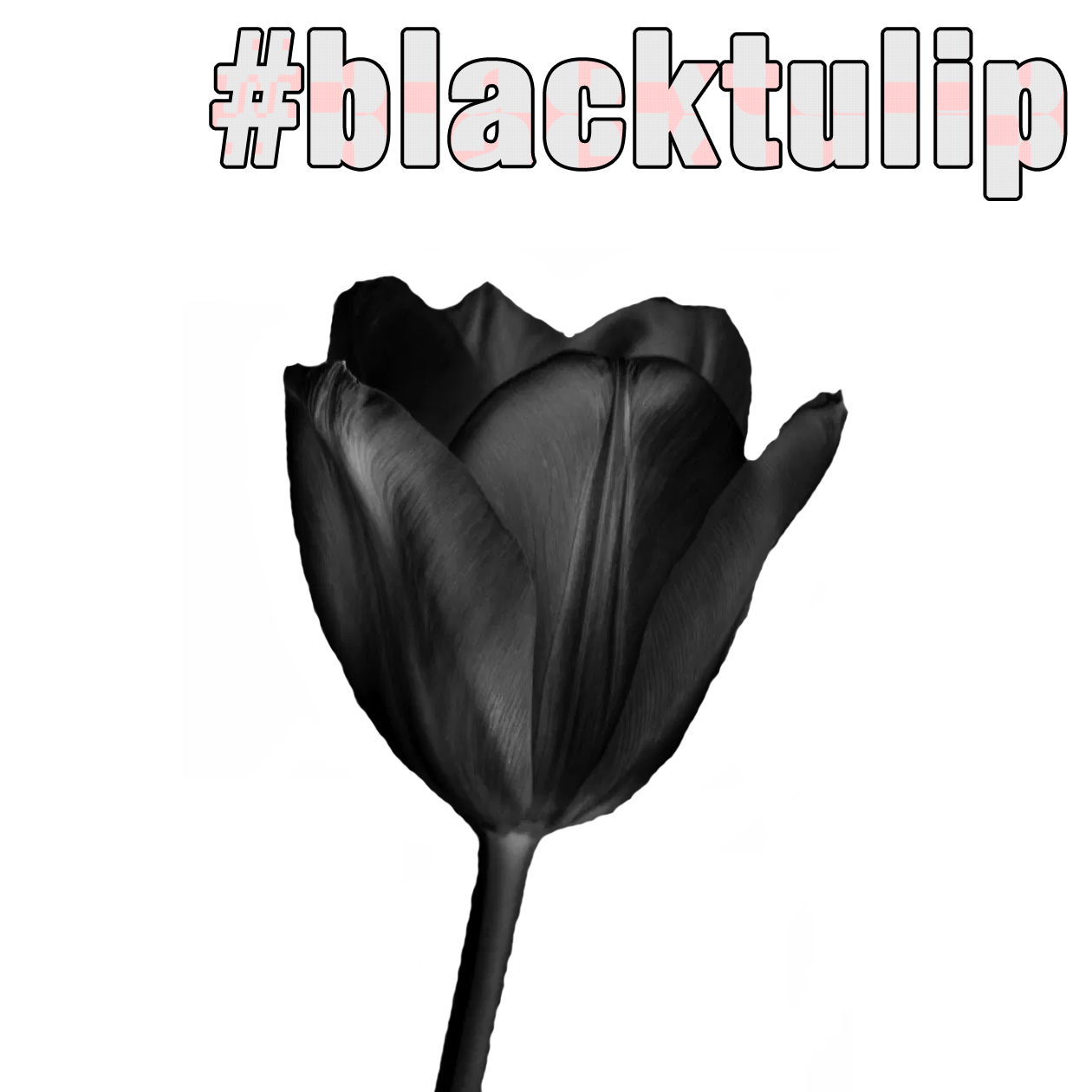 The #blacktulip (new version) - To The Honor Of...