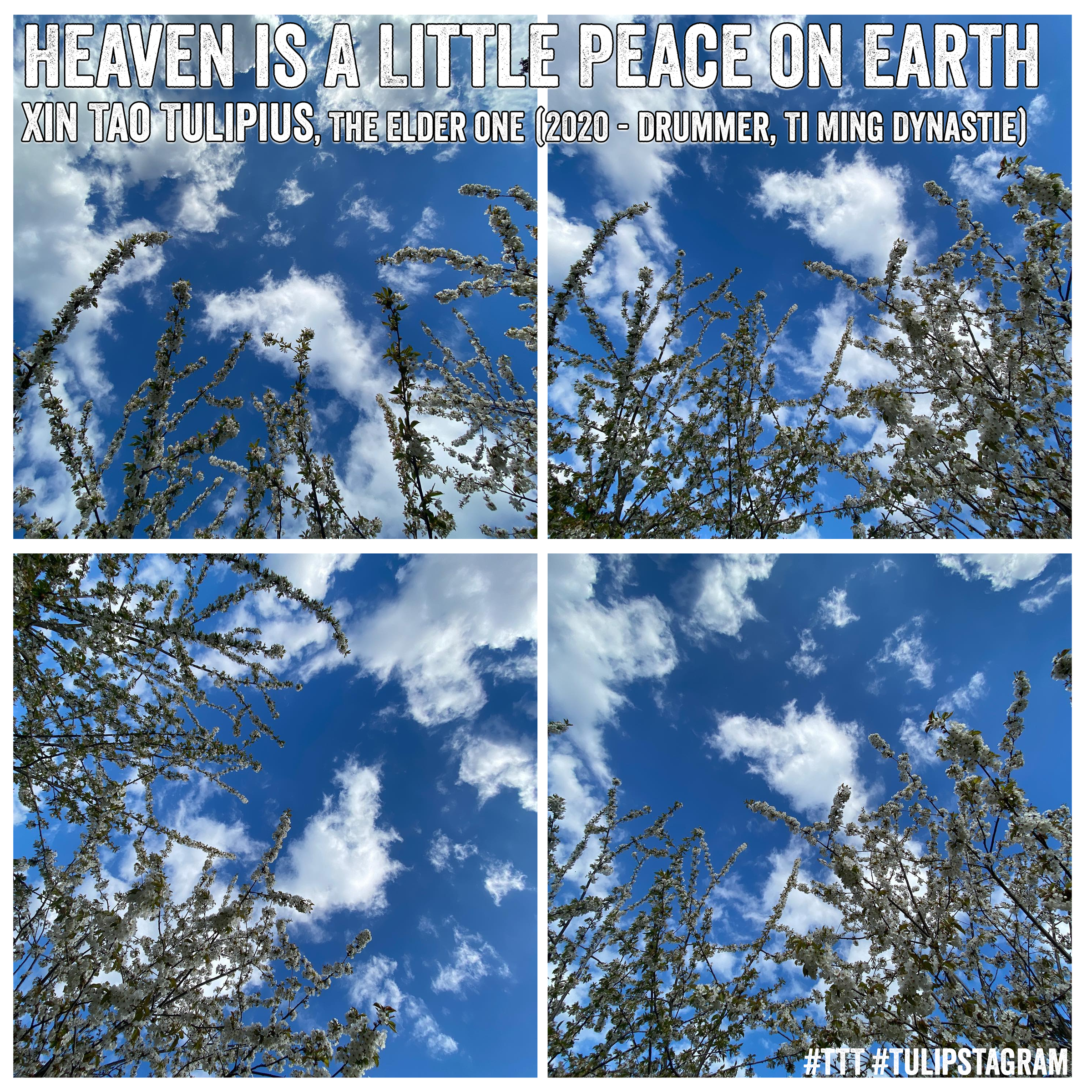 Heaven Is A Little Peace On Earth - Xin Tao Tulipius, the Elder One (2020, Drummer, Ti Ming Dynastie) #TTT #Tulipstagram
