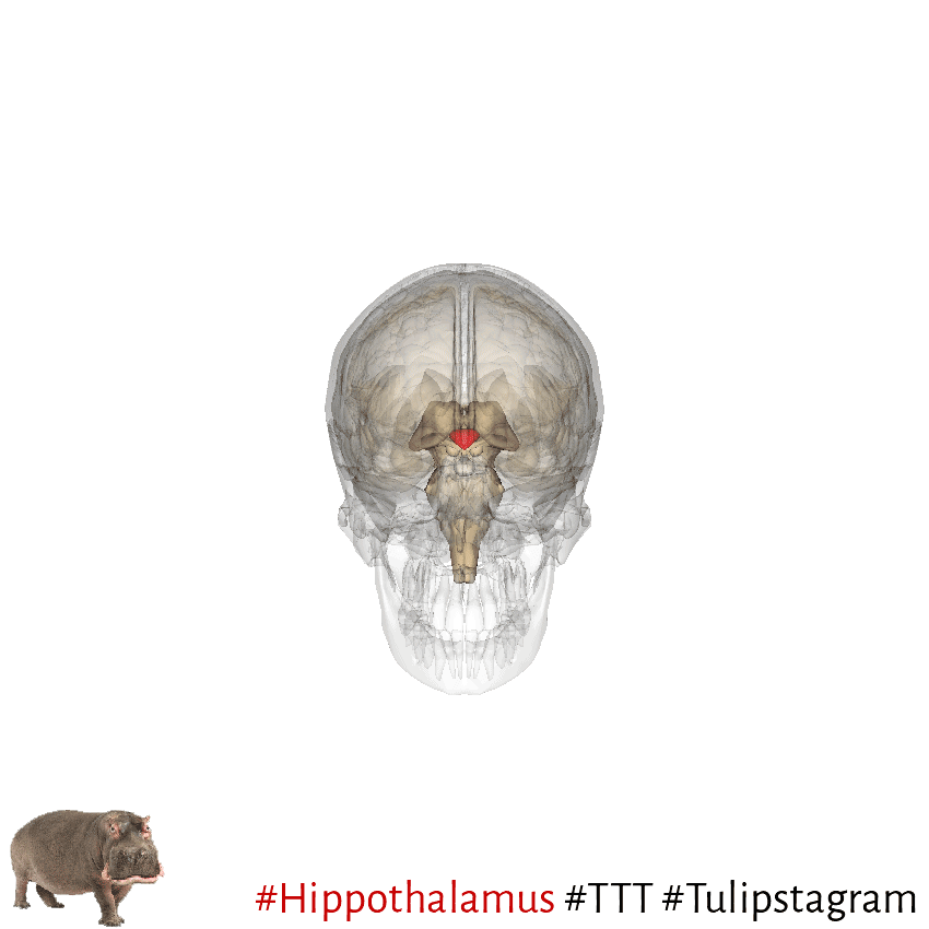 #Hippothalamus #Hypothalamus #TTT #Tulipstagram (gif/ani)