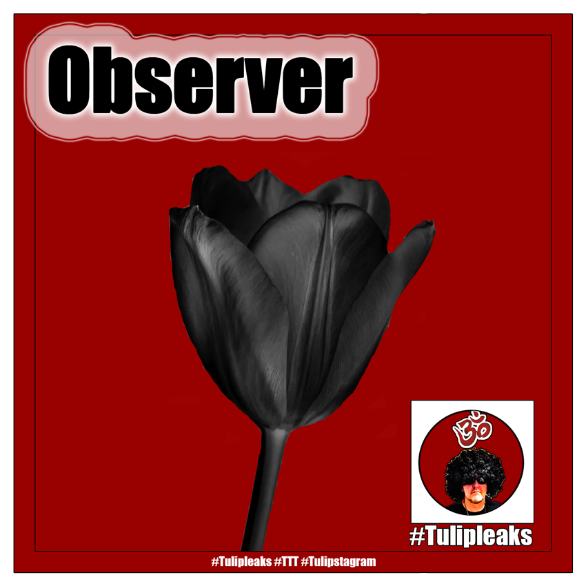 Observer #Tulipleaks #TTT #Tulipstagram
