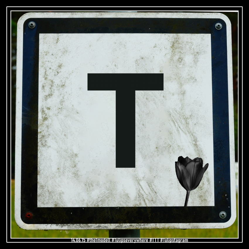 14.06.15 #theTmodell #Tulipseverywhere #TTT #Tulipstagram (1800 Pixel)